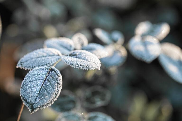 Veja quais plantas resistem ao inverno e deixam sua casa linda e aconchegante mesmo nos dias mais gelados